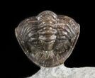 Rare, Enrolled Eifel Geesops Trilobite - Germany #50605-2